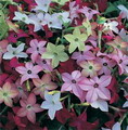 Tobacco plant,Nicotiana Nicki, South American Tobacco